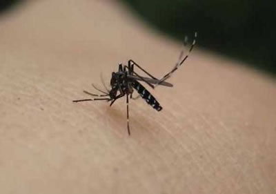为什么蚊子总是喜欢咬你不咬别人？招蚊子的原因