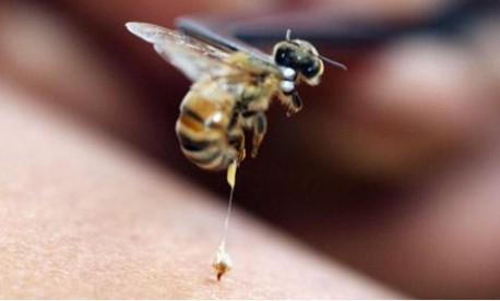 为什么蜜蜂蜇人后自己会死掉？