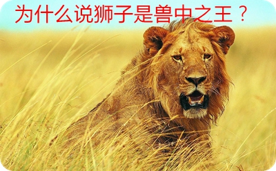 为什么说狮子是兽中之王？